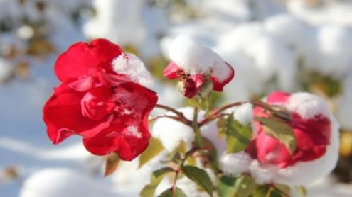Nevşehir'de Kar Güllere Ayrı Bir Güzellik Kattı