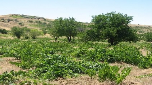 DEDEMİN BAĞINDA SU VAR DEDİLER!...İLHAN POYRAZ YAZDI..