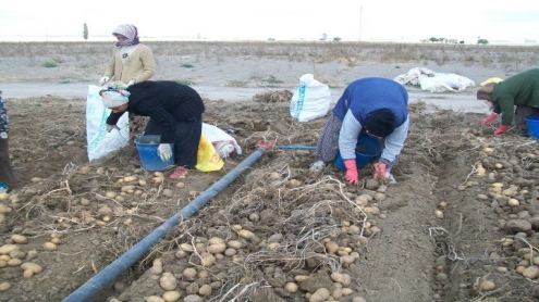 MİLLETVEKİLLERİNDEN PATATES DON ZARARI AÇIKLAMASI