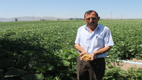 DERİNKUYU'DA TURFANDA PATATESLER ÇIKIYOR