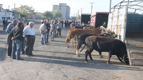 DERİNKUYU'DA KURBANLIK HAYVAN PAZARINA YOĞUN İLGİ