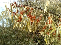 İğde Ağaçları