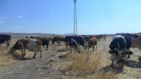 KÖYÜMÜZ'DE PATATESE ALTERNATİF İŞ İMKANLARI GENİŞLİYOR